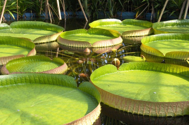 cluj gradina botanica