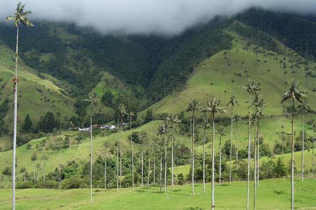 cocora