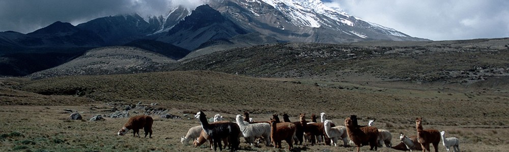 COTOPAXI 3