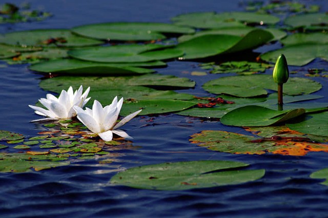 Croaziera Delta Dunarii