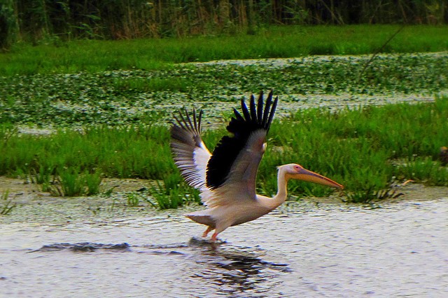 Croaziera Delta Dunarii