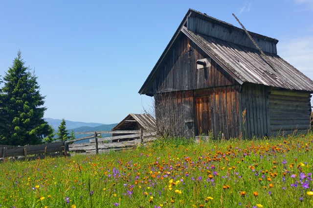 Jeep Safari in Transilvania