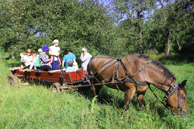 Jeep Safari in Transilvania