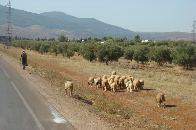 oile din maroc
